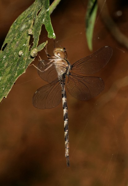 Gynacantha-Kadavoor-2016-07-07-001
