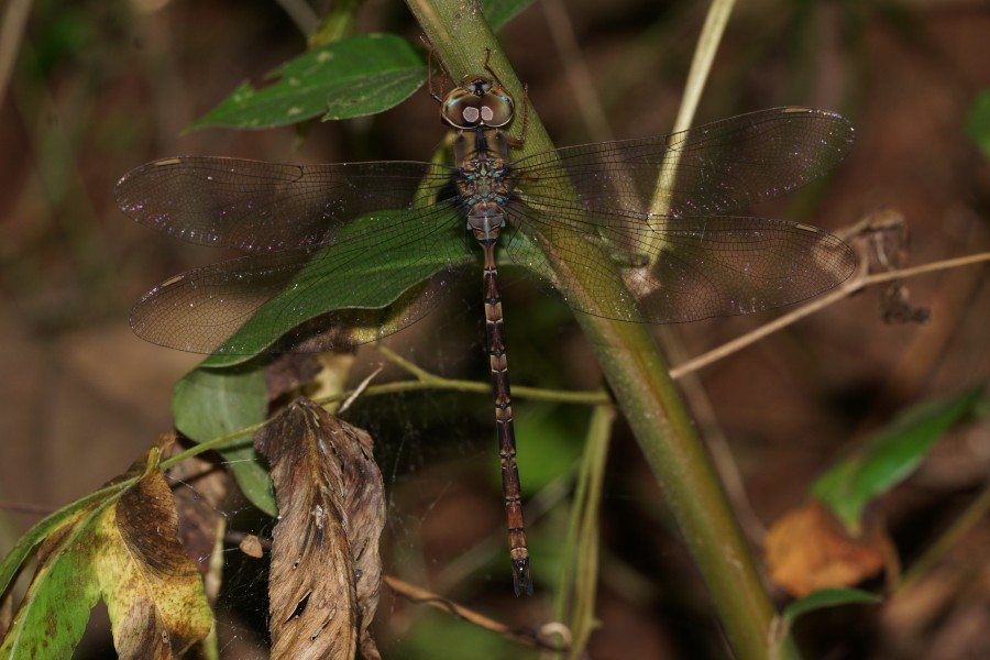 Gynacantha sp 09228