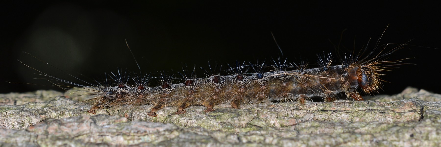 Gypsy Moth (Lymantria dispar), Larva (37626412311)