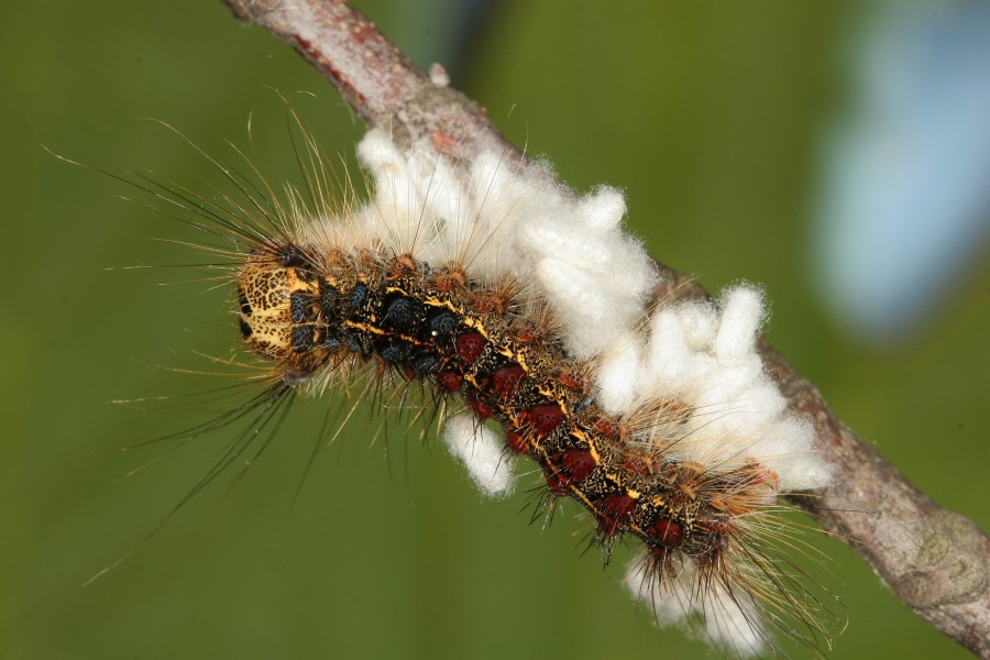Gypsy moth caterpillar (Lymantria dispar) killed by the braconid wasp (Glyptapantheles liparidis)