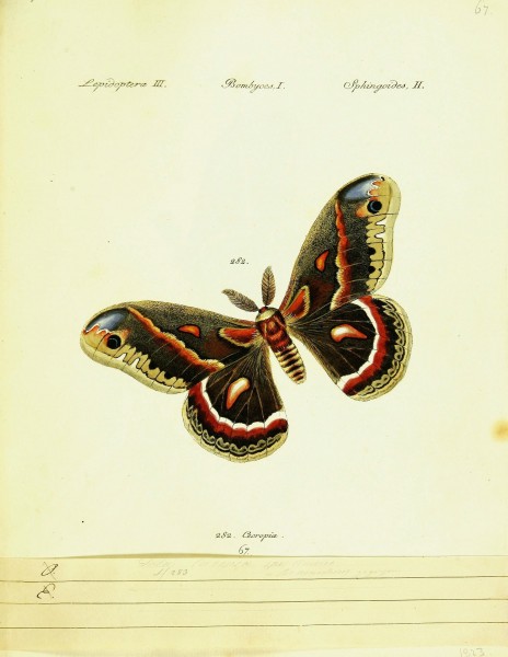 Hübner's papilio (Page Lepidoptera Bombyces) (9101639854)