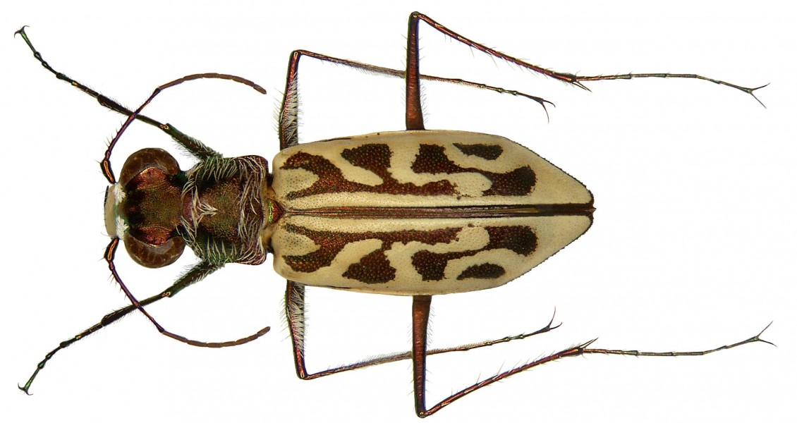 Habrodera nitidula nitidula (Dejean, 1825) (3455888115)