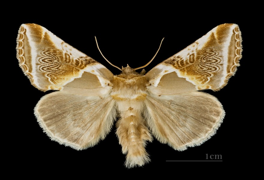 Habrosyne pyritoides MHNT.CUT.2012.0.356.Crest-Voland.Dos