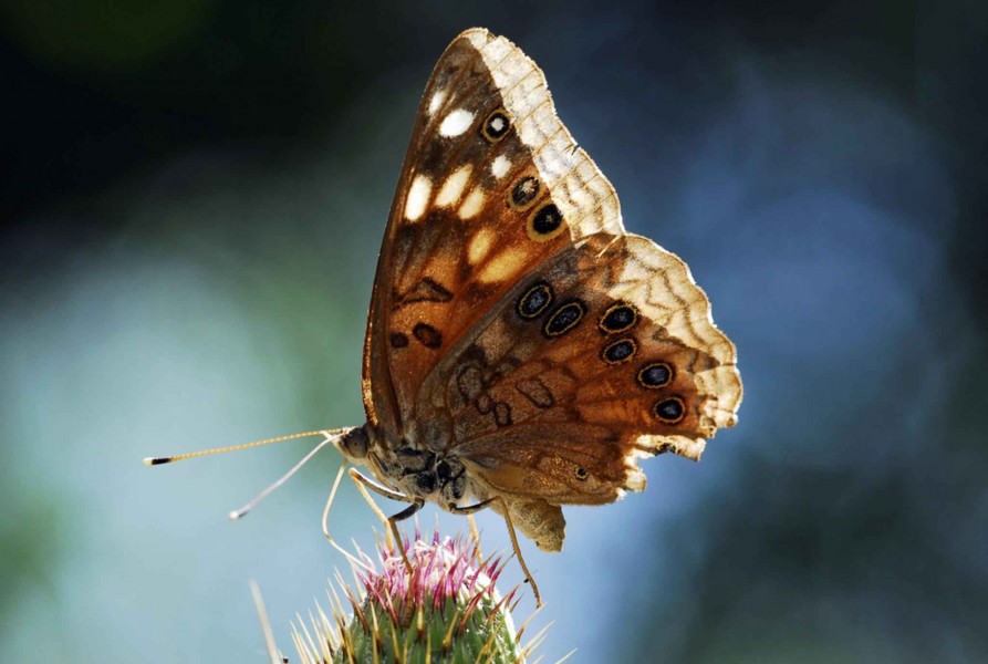 Hackberry emperor butterfly insect asterocampa celtis