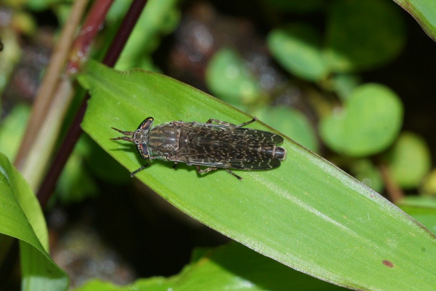 Haematopota 00070