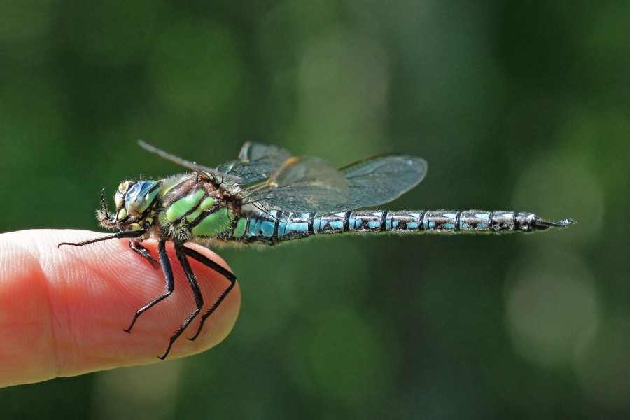 Hairy dragonfly (Brachytron pratense) male on finger