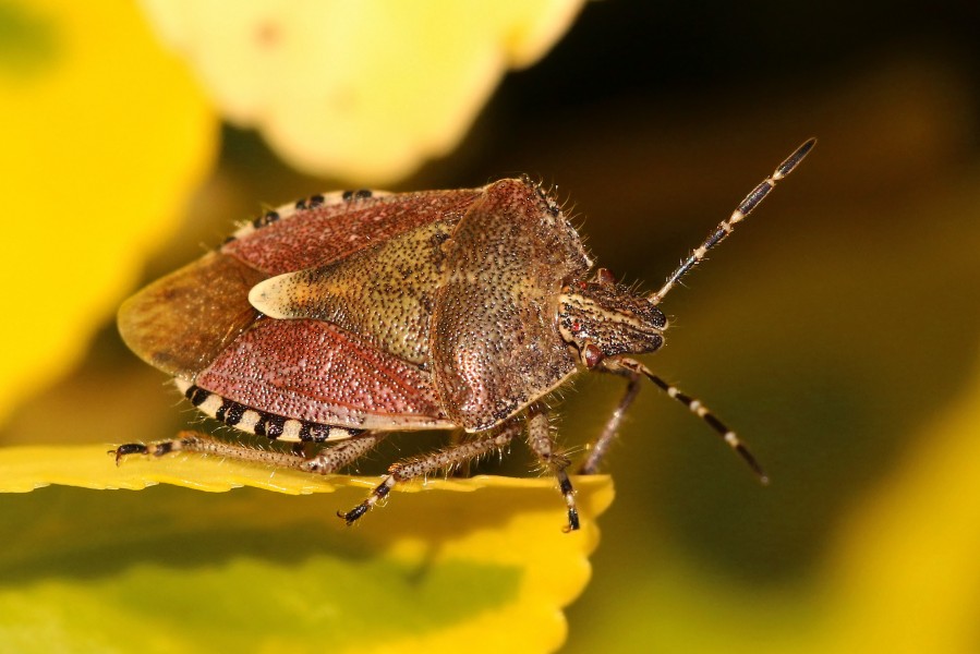 Hairy shield (sloe) bug (Dolycoris baccarum)