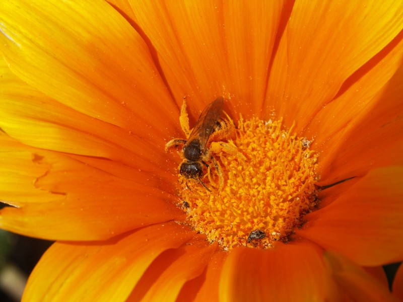 Halictus bee on flower-2