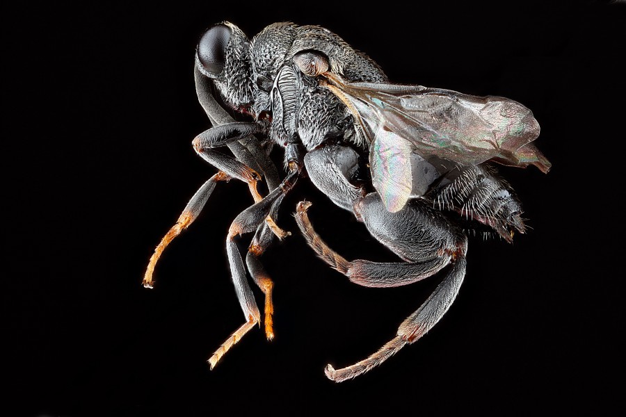Haltichellinae,-side 2012-07-30-18.18.28-ZS-PMax (7693187506)