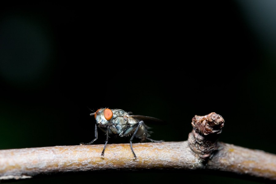 Handheldfly-4105