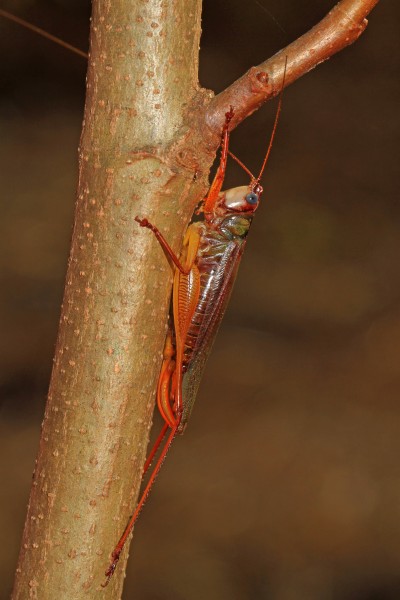 Handsome Meadow Katydid - Orchelimum pulchellum, Colchester Park, Mason Neck, Virginia