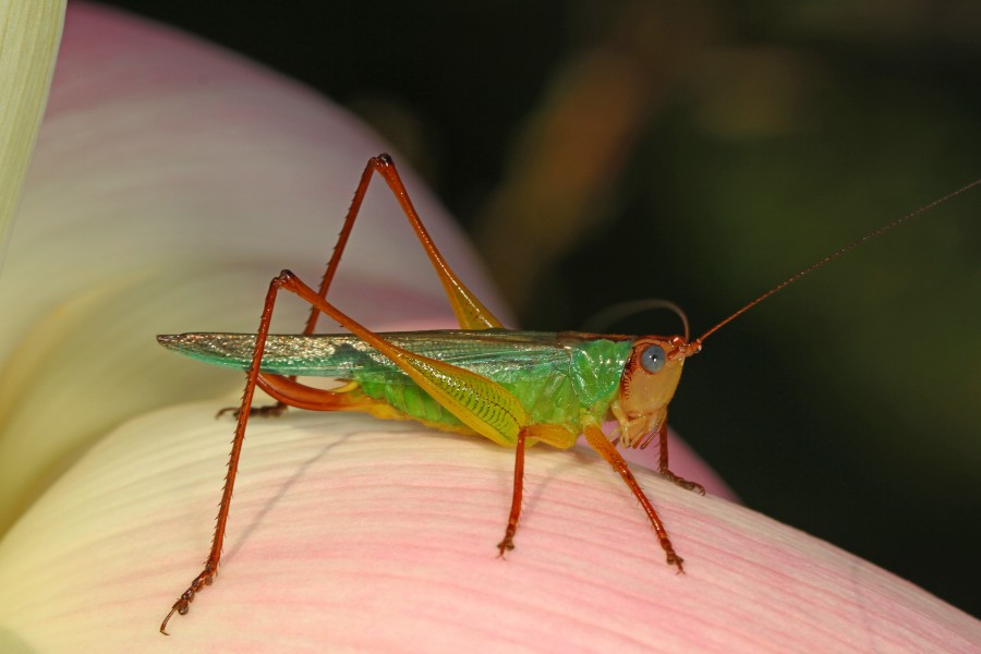 Handsome Meadow Katydid - Orchelimum pulchellum, Kenilworth Aquatic Gardens, Washington, D.C