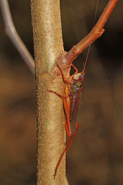 Handsome Meadow Katydid - Orchellimum pulchellum, Colchester Park, Mason Neck, Virginia