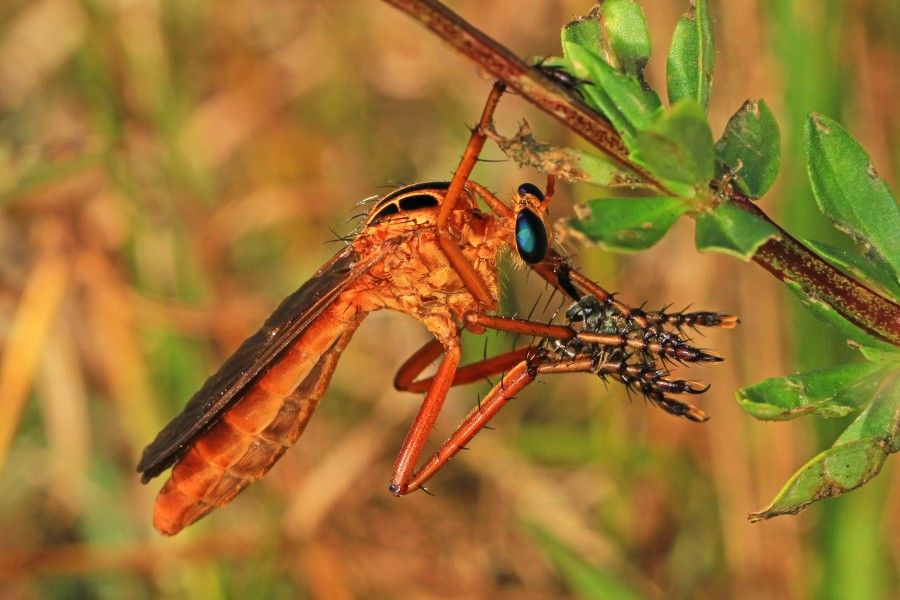 Hanging thief - Diogmites species, Everglades National Park, Homestead, Florida