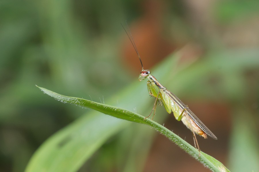Hapalopeza nilgirica-Kadavoor-2016-03-30-002