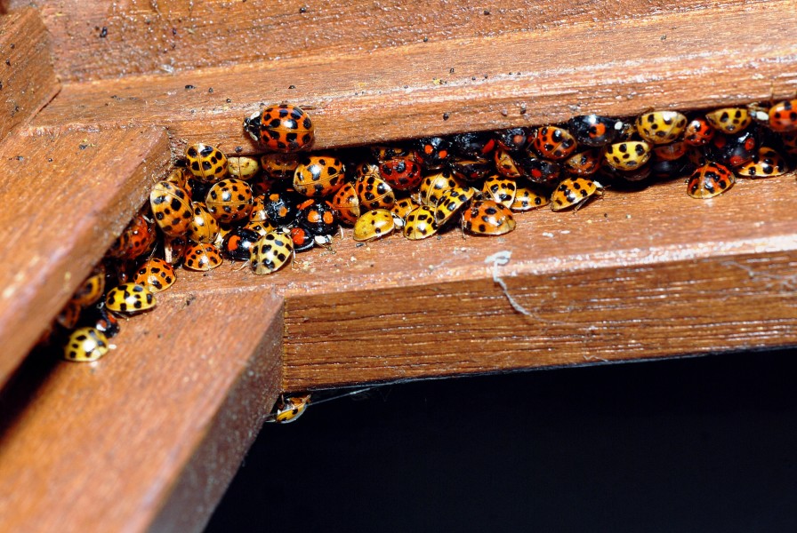 Harlequin ladybird winter aggregate (3014117486)