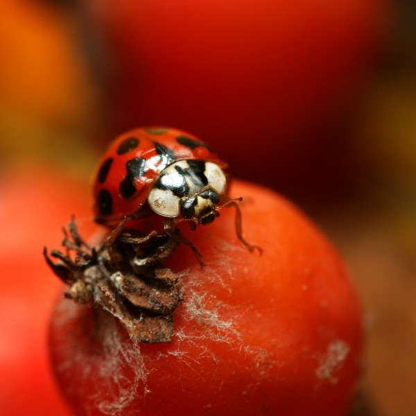 Harmonia axyridis - Biedronka arlekin - Harlequin ladybird (35854388851)