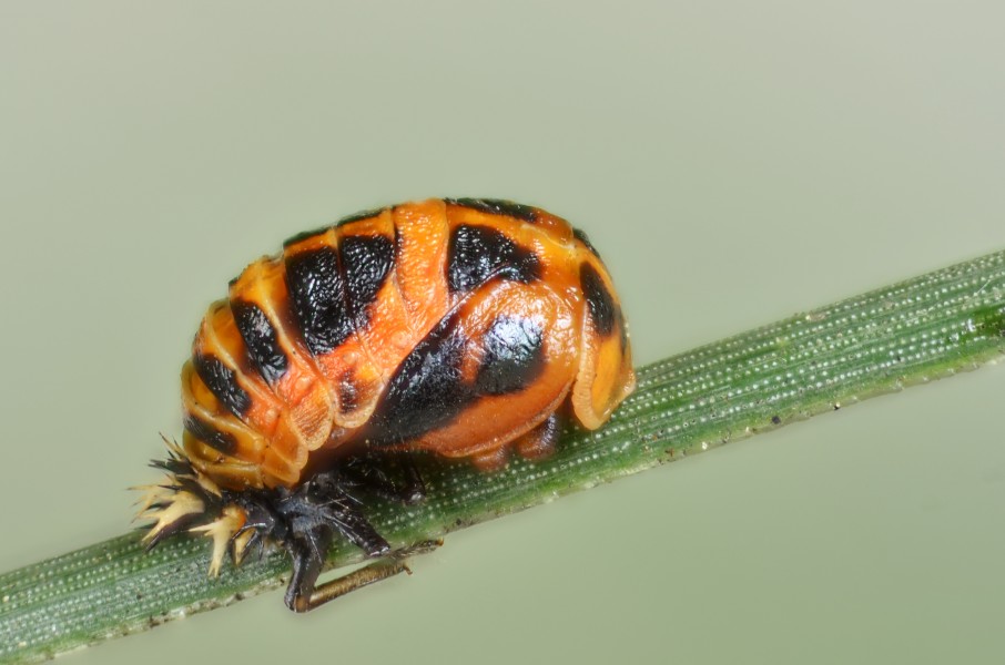 Harmonia axyridis pupa (8044901914)