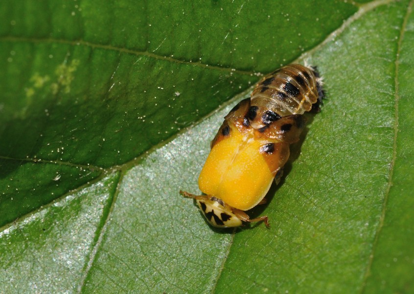 Harmonia axyridis qtl2