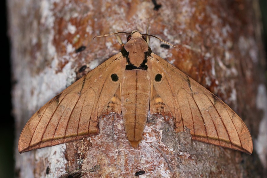 Hawk moth (Ambulyx pryeri pryeri)