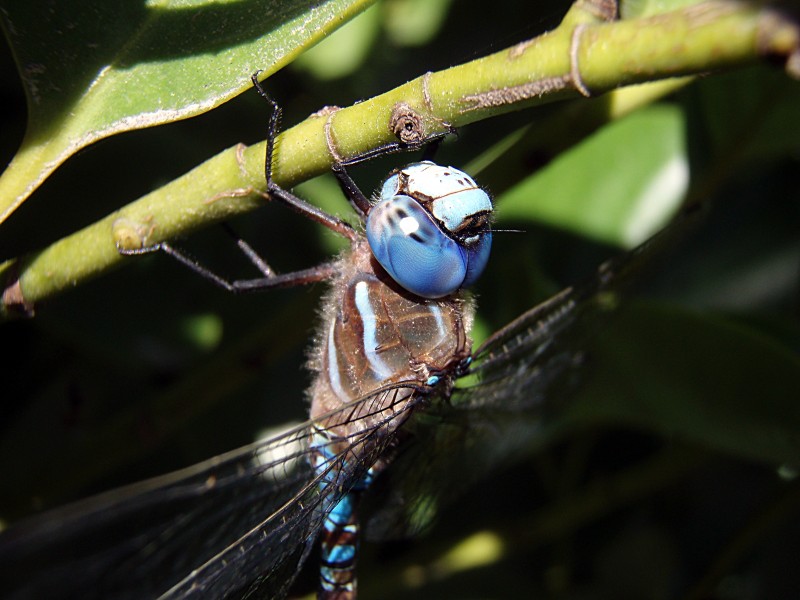 Head and upper body of dragonfly