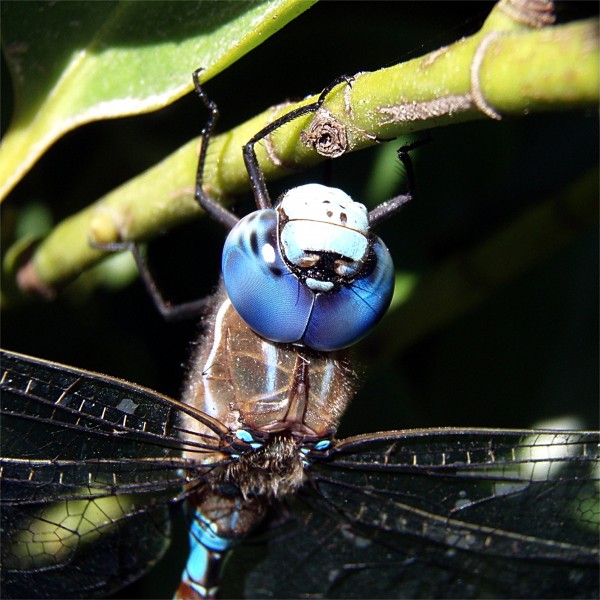 Head of dragonfly 2