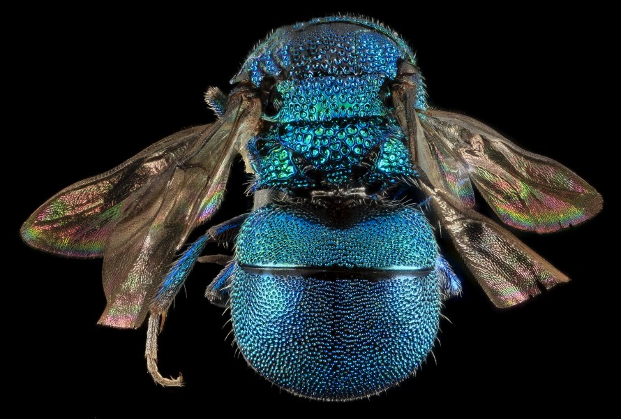 Hedychridium dimidiatum, U, Back, MD, Baltimore County 2014-03-18-09.47.23 ZS PMax (13612564144)