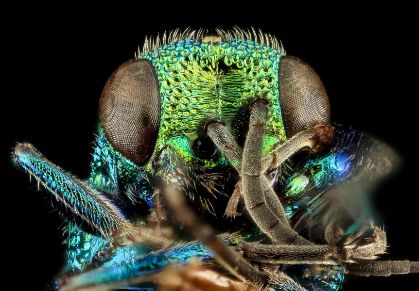 Hedychridium dimidiatum, U, Face, MD, Baltimore County 2014-03-18-14.18.12 ZS PMax (13648122204)