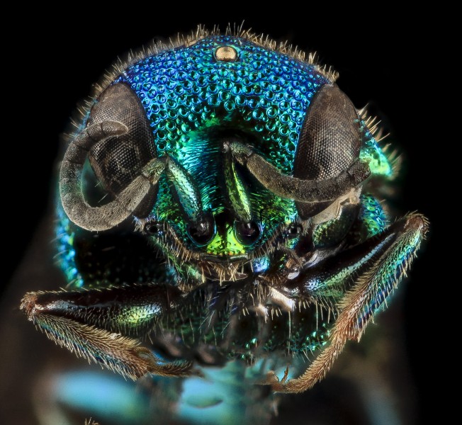 Hedychrum parvum Aaron, U, Face, MD, Baltimore County 2014-03-18-13.17.01 ZS PMax (13612229203)