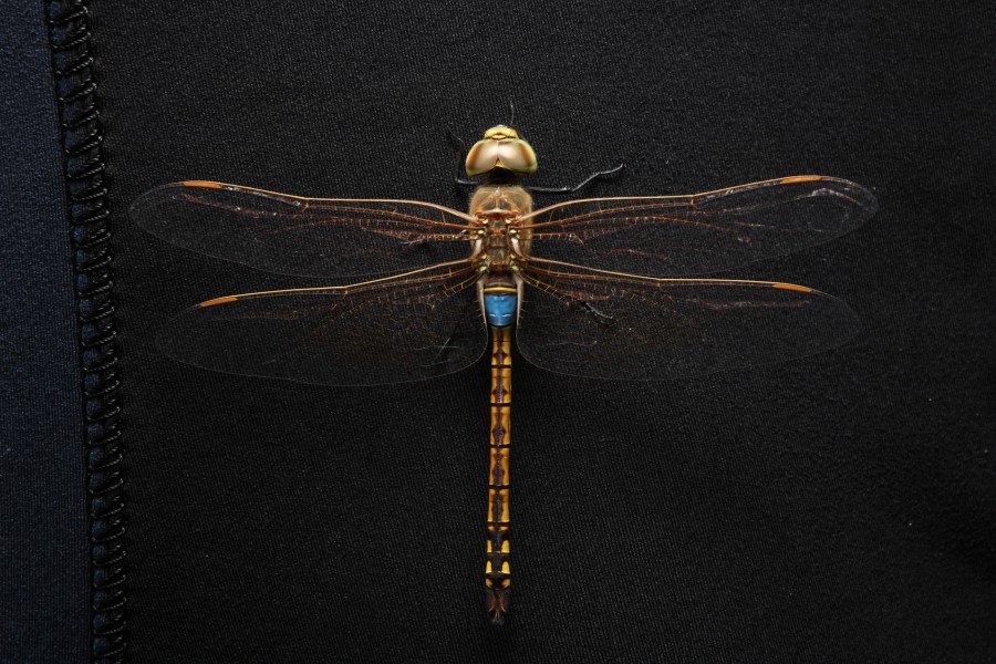 Hemianax ephippiger