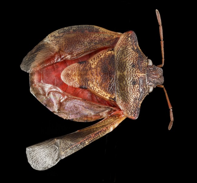 Hemiptera, U, Dorsal - Hardy County, West Virginia - 2015-06-08 13.34.19 ZS PMax - USGS Bee Inventory and Monitoring Laboratory