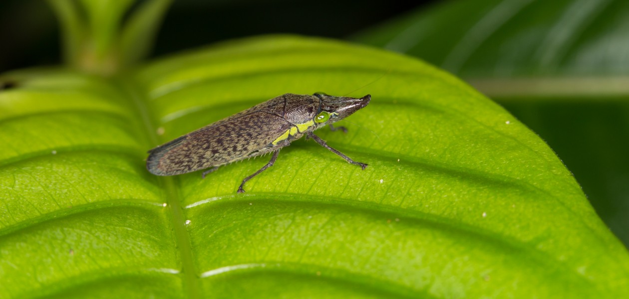 Hemiptera from Ecuador (14864251760)