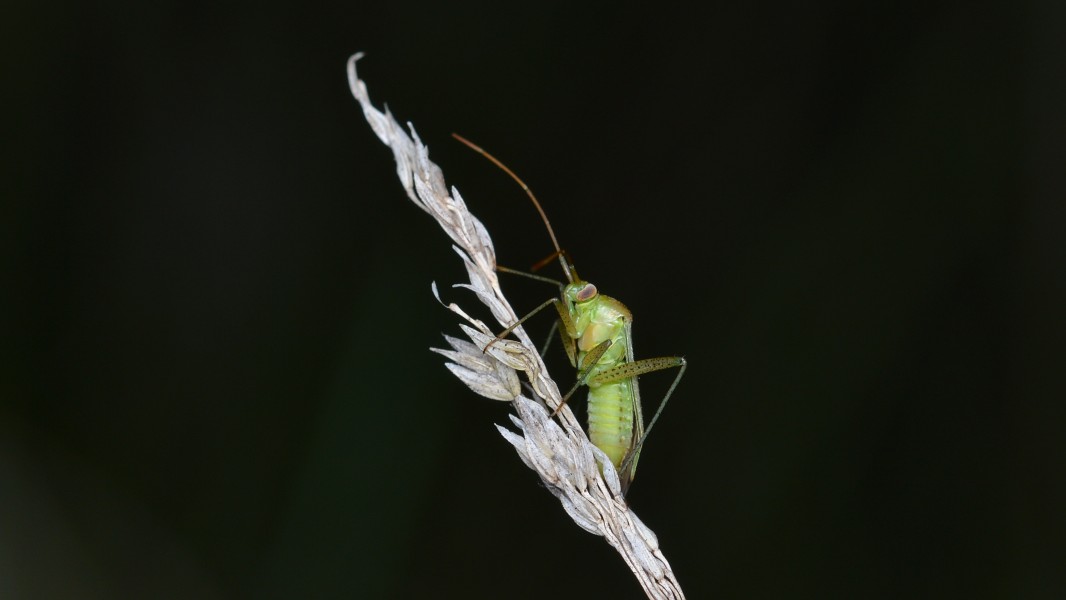 Hemipteran - Guelph, Ontario 13