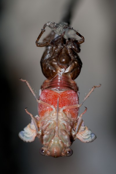 Henicopsaltria Eydouxii 05