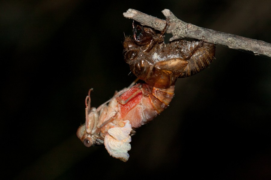 Henicopsaltria Eydouxii 08