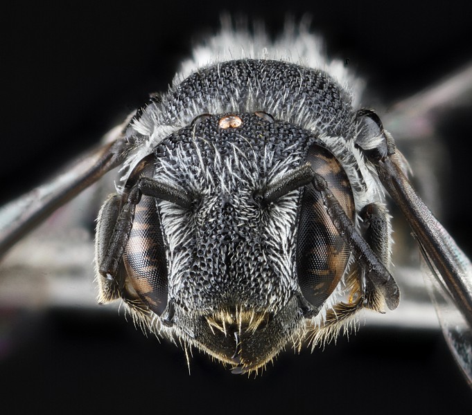 Heriades, female, face 2012-07-16-16.54.32 ZS PMax (7826282740)