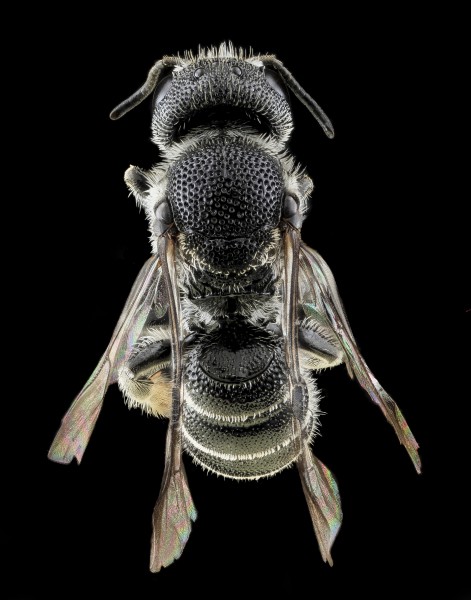 Heriades carinatus, F, Back, VA, Wolftrap 2013-06-26-17.01.55 ZS PMax (9156174570)