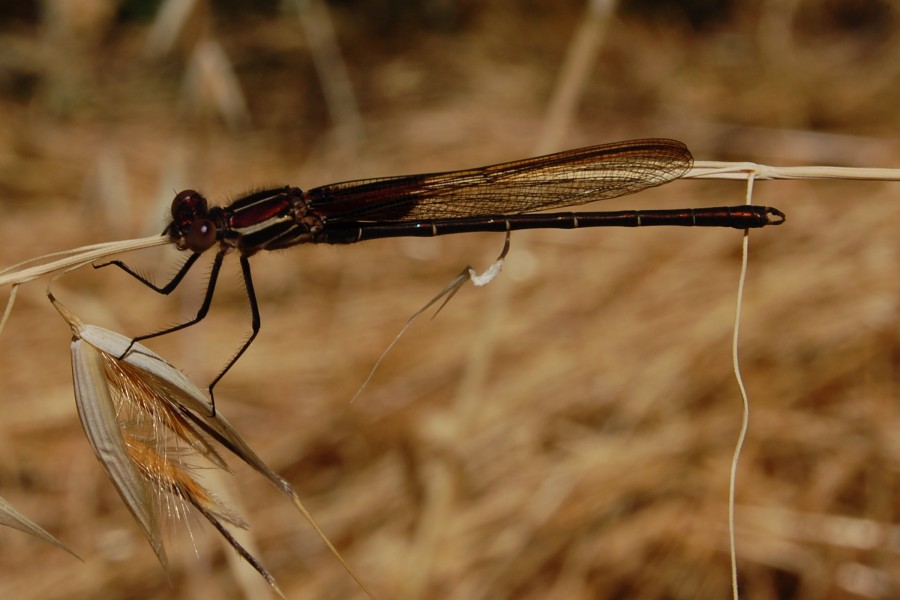Hetaerina americana-Male-3