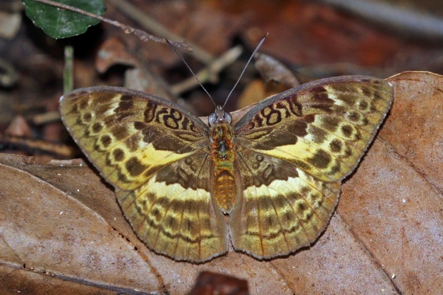 Hewitson's forester (Bebearia tentyris) female
