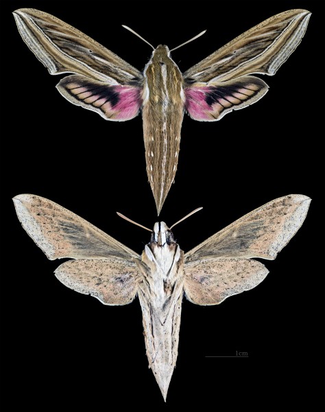 Hippotion celerio MHNT CUT 2010 0 73 Malaysia female