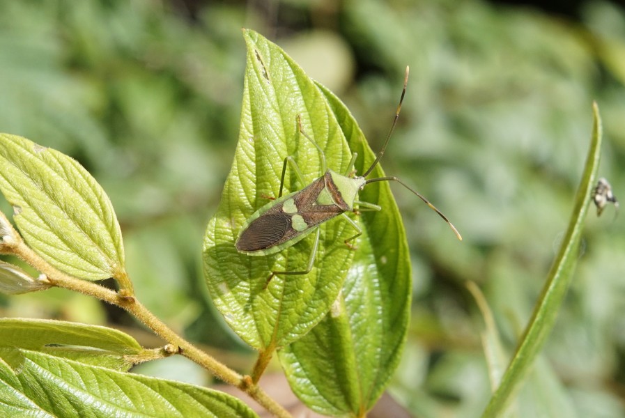 Homoeocerus sp 0936