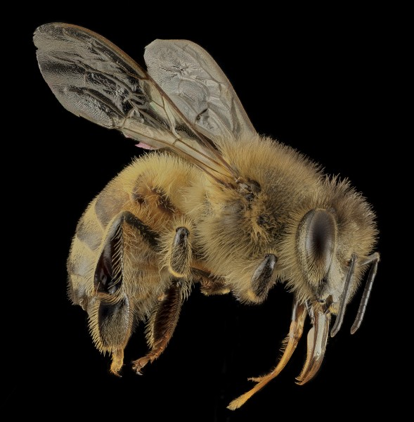 Honey bee, f, side, DC 2014-04-24-21.15.03 ZS PMax (14189134372)