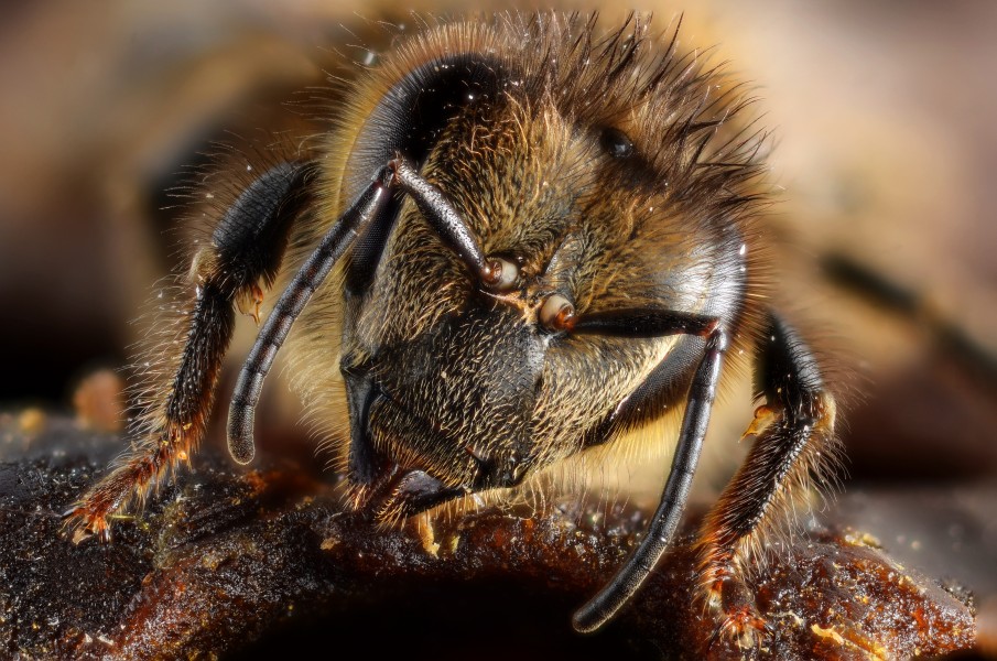 Honey bee portrait (5454333517)