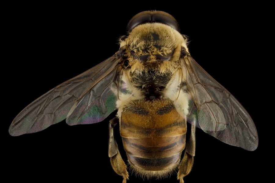 Honeybee drone, m, back, MD, pg county 2014-06-19-17.30.30 ZS PMax (14489981673)