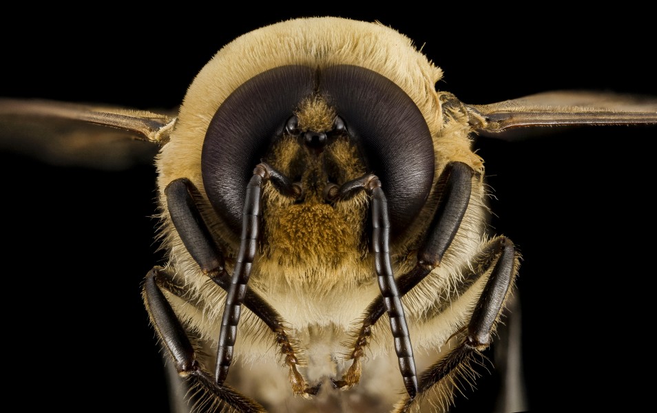 Honeybee drone, m, face, MD, pg county 2014-06-19-17.49.09 ZS PMax (14283379287)