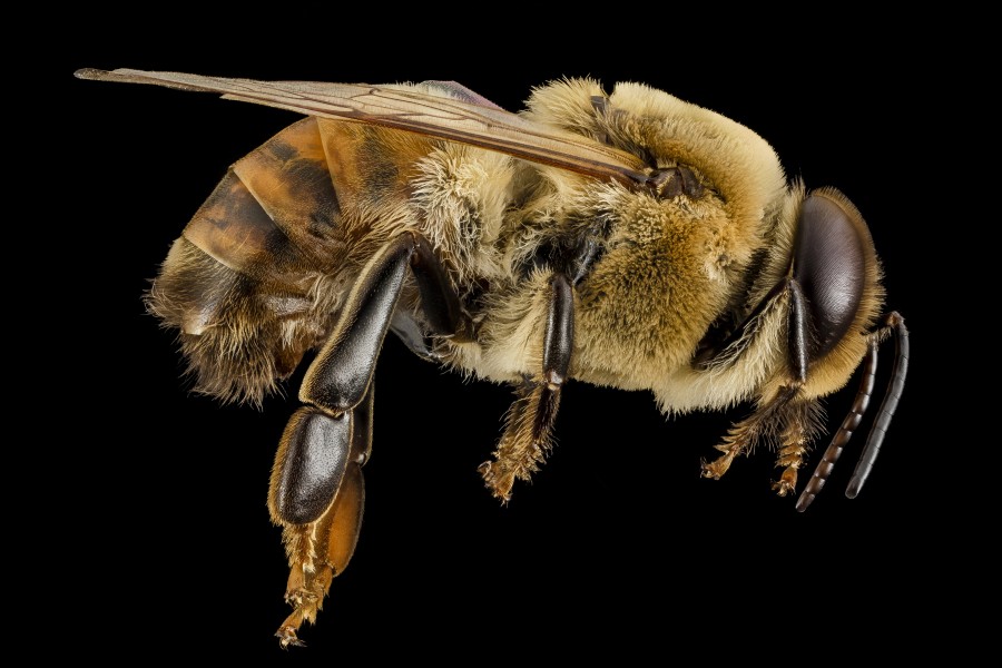 Honeybee drone, m, side, MD, pg county 2014-06-19-18.02.13 ZS PMax (14466470971)