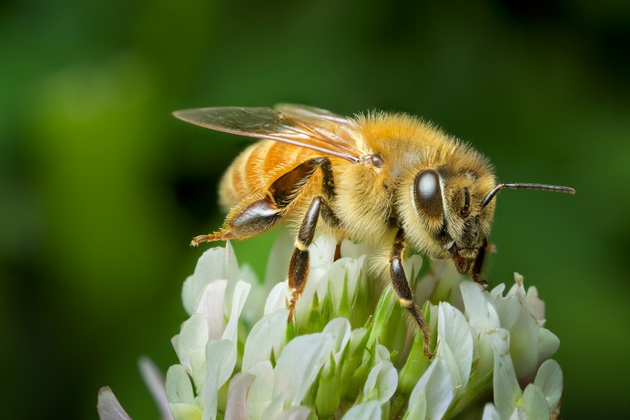 Honeybee on clover, New Zealand