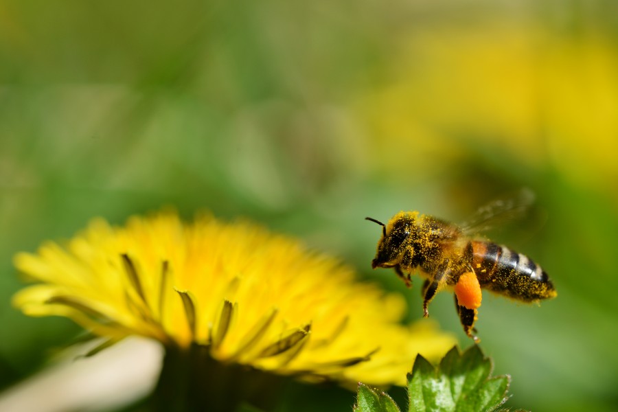 Honney bee (31246406364)