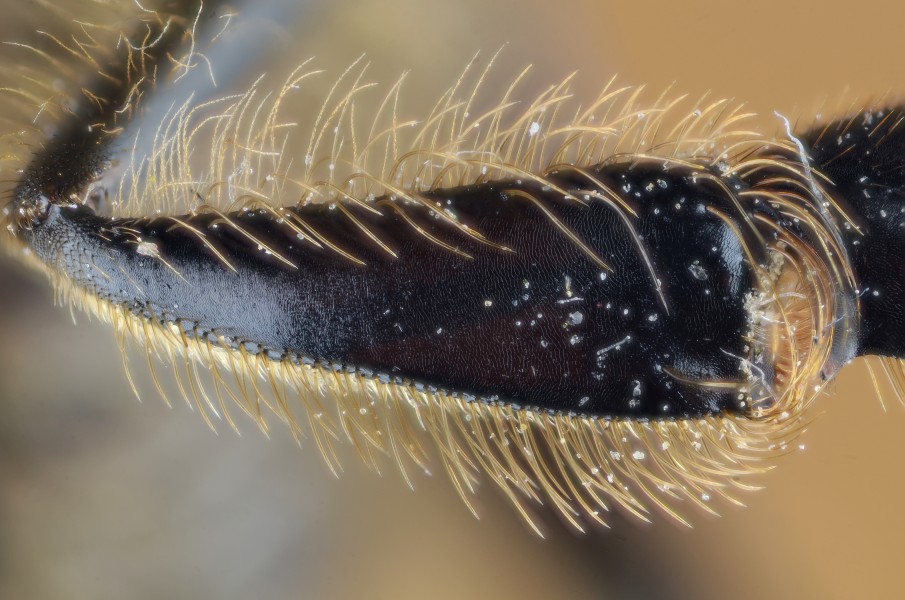 Honney bee pollen collecting organs corbicula (5967219632)