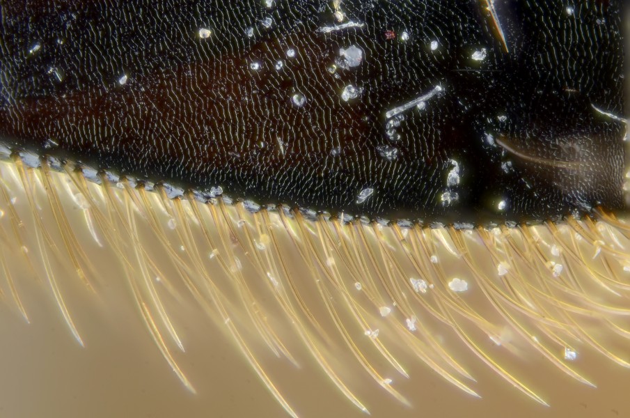 Honney bee pollen collecting organs corbicula (5967224488)